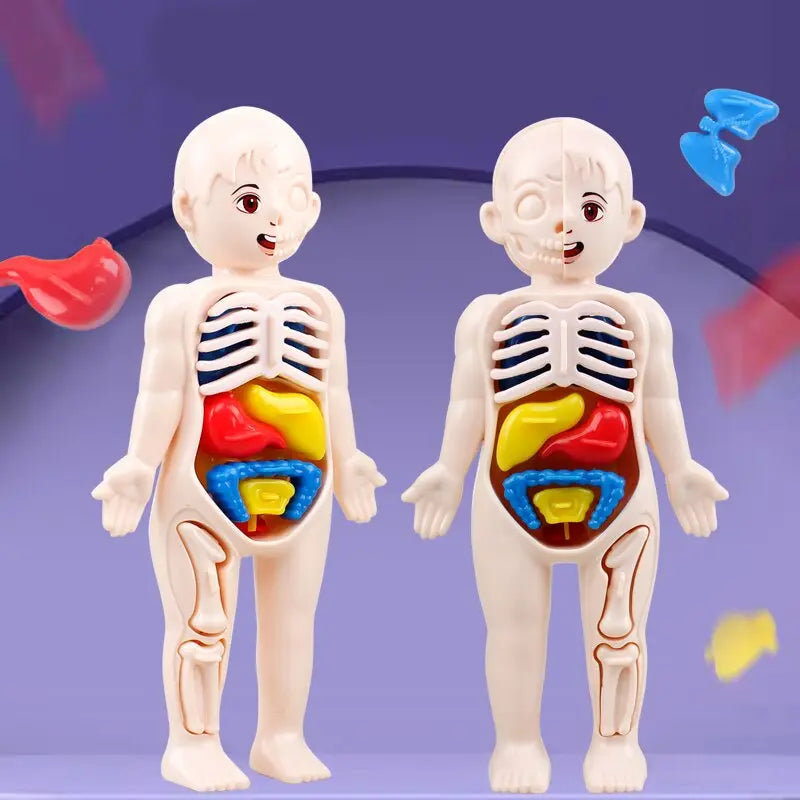 Anatomie Lernmodell für Kinder