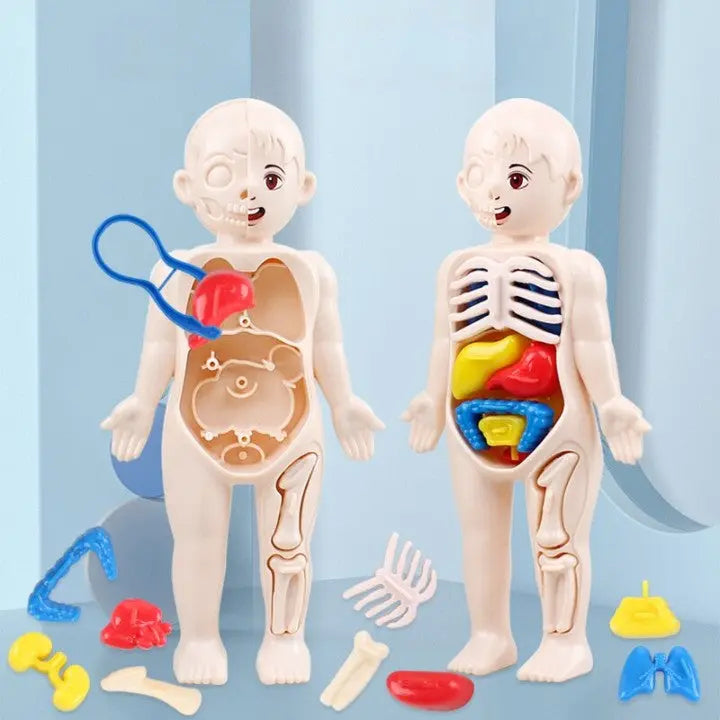 Anatomie Lernmodell für Kinder